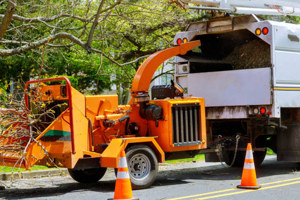 Reliable Banks, OR Tree Services Solutions